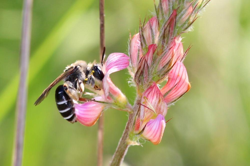  Andrena Fabricius, 1775