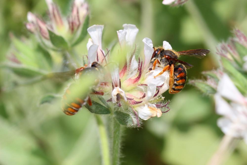 Le  Rhodanthidium sticticum (Fabricius, 1787)