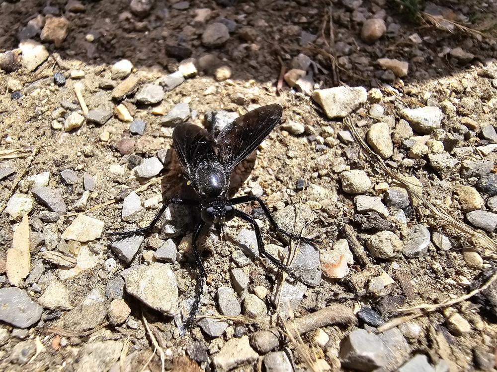  Dasypogon diadema (Fabricius, 1781)