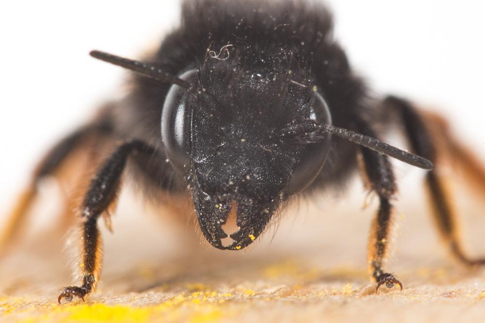  Osmia bicolor (Schrank, 1781)