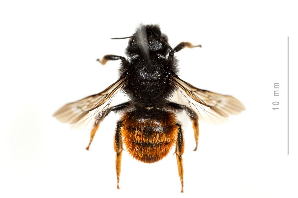  Osmia bicolor (Schrank, 1781)