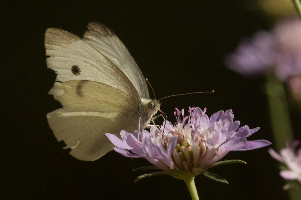 Piéride de la Rave (La), Petit Blanc du Chou (Le), Pieris rapae (Linnaeus, 1758)