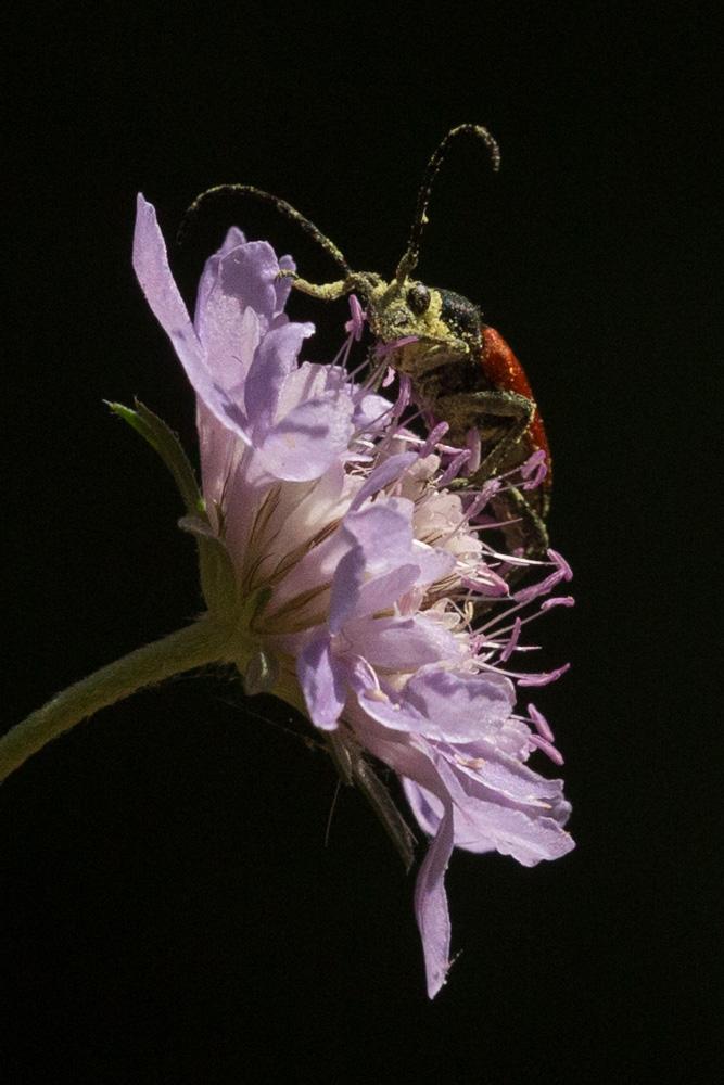  Stictoleptura cordigera (Fuessly, 1775)