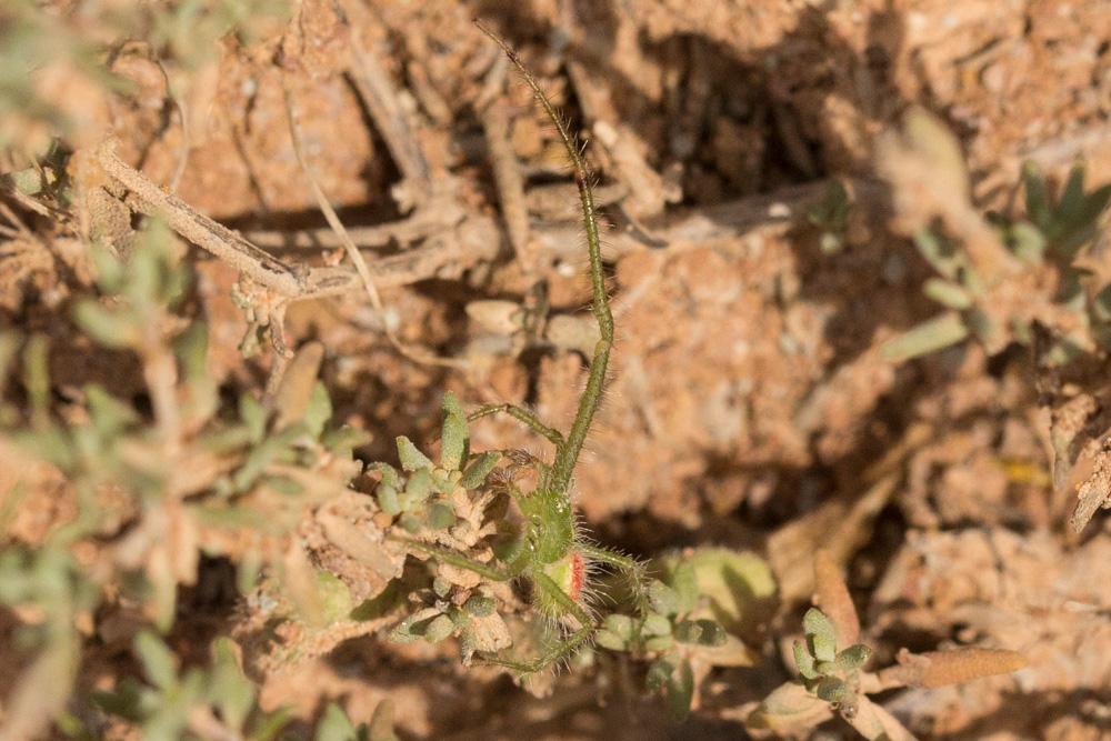 Le Thomise épineux sp. Heriaeus  sp.