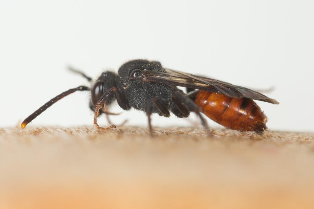  Nomada fabriciana (Linnaeus, 1767)