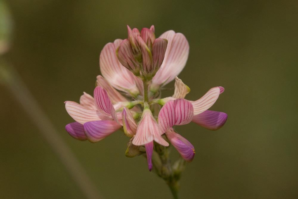 Le Sainfoin, Esparcette, Sainfoin à feuilles de Vesce Onobrychis viciifolia Scop., 1772