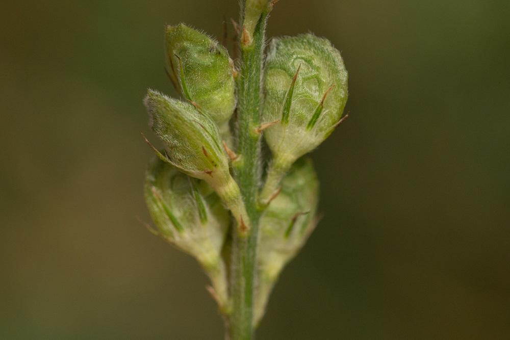 Le Sainfoin, Esparcette, Sainfoin à feuilles de Vesce Onobrychis viciifolia Scop., 1772