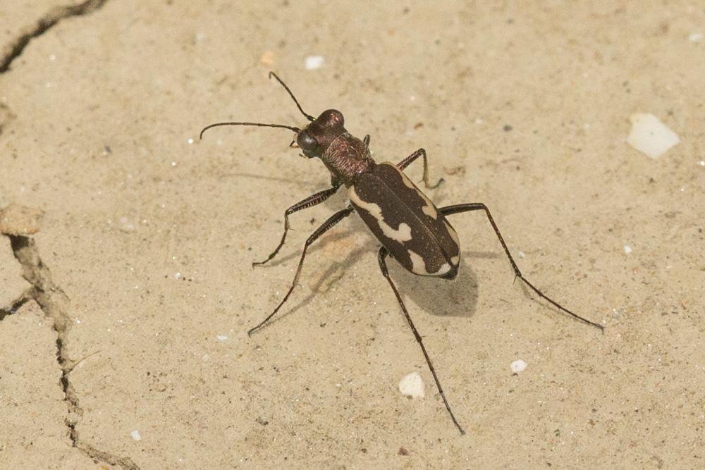  Cylindera paludosa (Dufour, 1820)