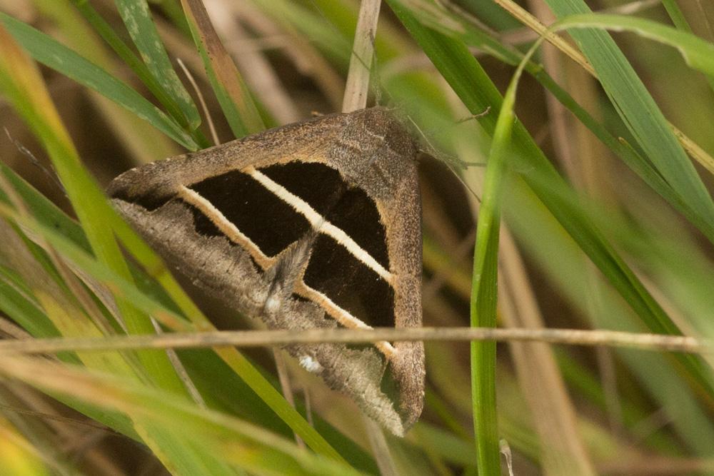 Noctuelle de la Salsepareille (La) Grammodes bifasciata (Petagna, 1787)