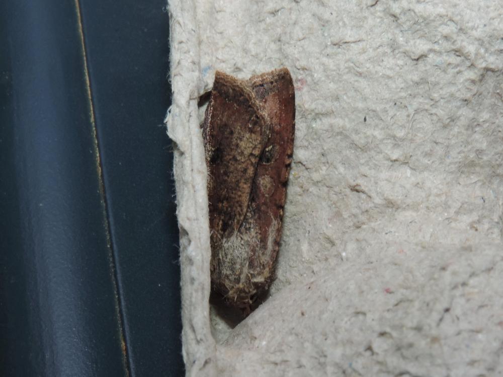 Noctuelle blessée (La) Peridroma saucia (Hübner, 1808)