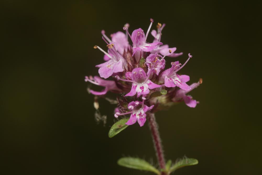 Le Serpolet couchet Thymus praecox subsp. praecox Opiz, 1824