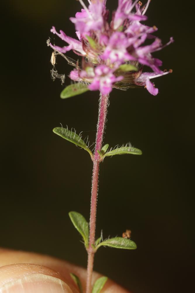 Serpolet couchet Thymus praecox subsp. praecox Opiz, 1824