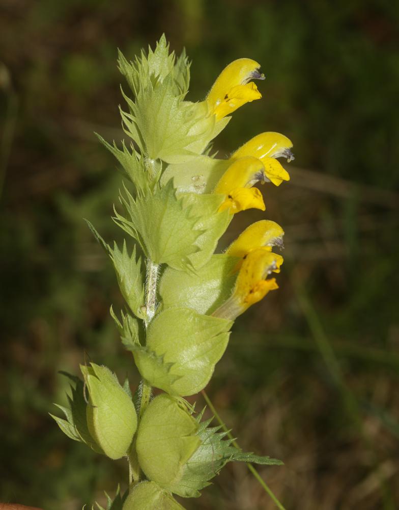 Le Rhinanthe velu, Rhinanthe Crête-de-coq Rhinanthus alectorolophus (Scop.) Pollich, 1777