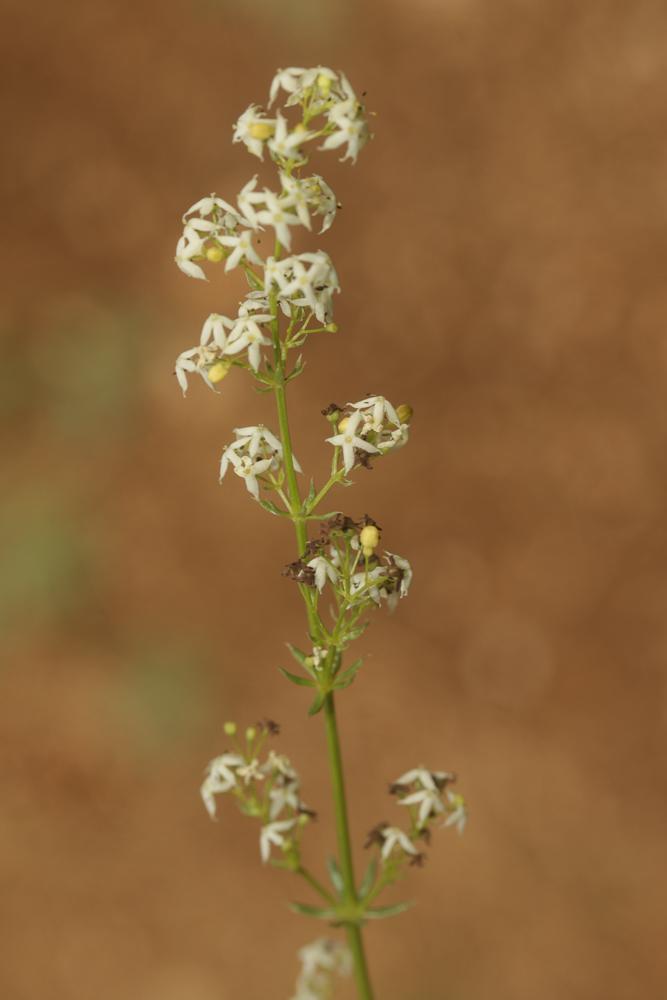 Gaillet à feuilles luisantes, Gaillet luisant Galium lucidum All., 1773