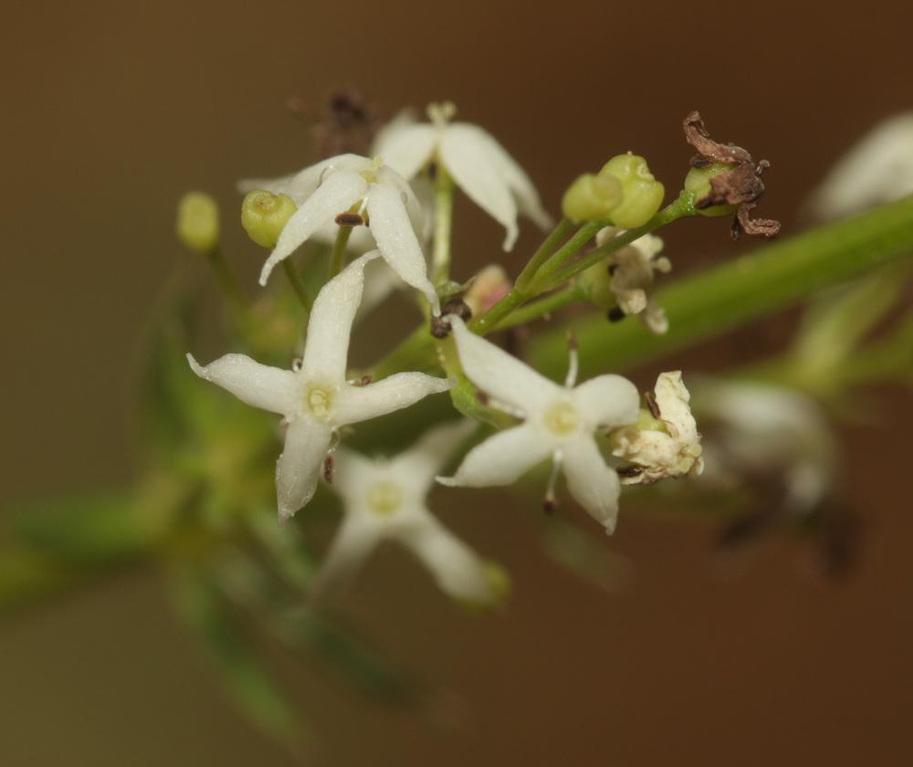 Gaillet à feuilles luisantes, Gaillet luisant Galium lucidum All., 1773