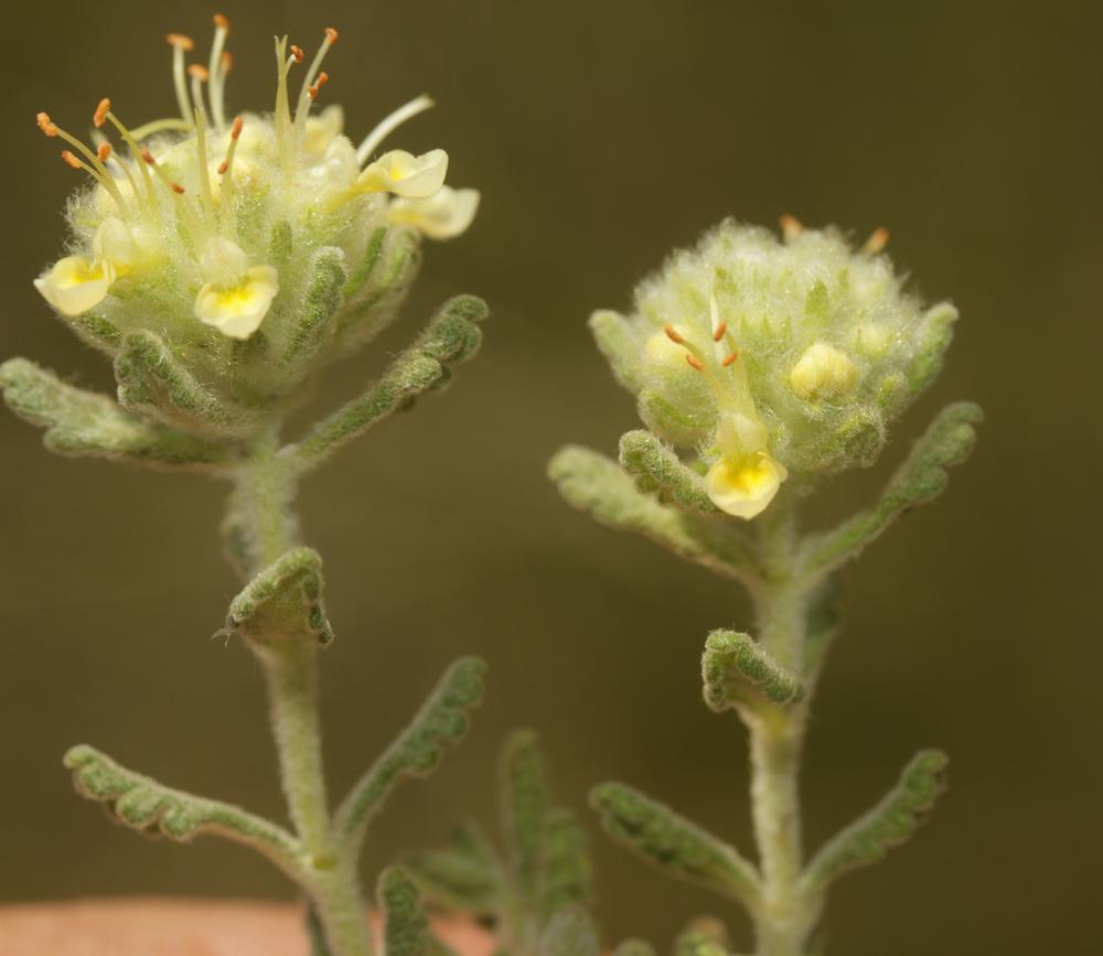 Germandrée de Rouy Teucrium rouyanum H.J.Coste & Soulié, 1898