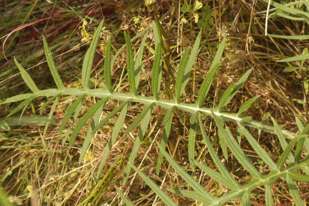 Cirse laineux, Cirse aranéeux Cirsium eriophorum (L.) Scop., 1772