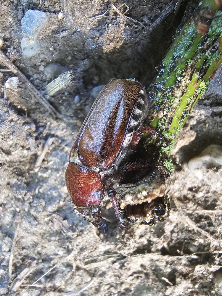  Anoxia villosa (Fabricius, 1782)