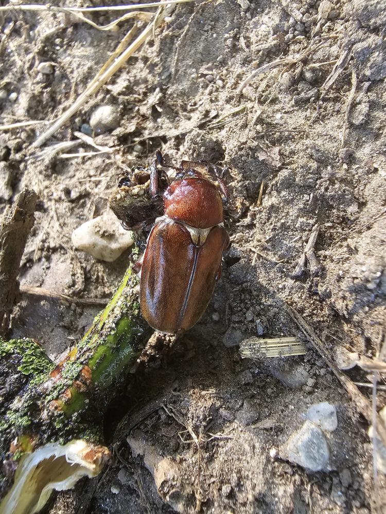  Anoxia villosa (Fabricius, 1782)