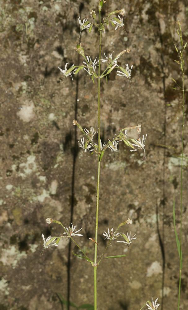 Silène nutans, Silène penché Silene nutans L., 1753