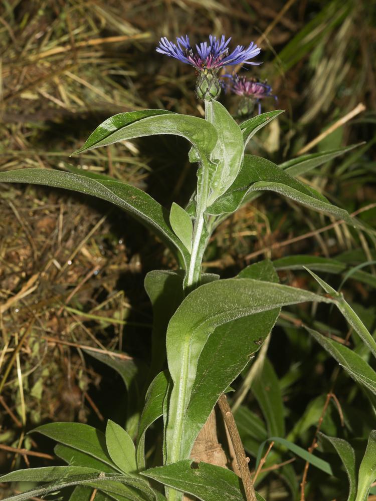 Bleuet des montagnes Cyanus montanus (L.) Hill, 1768