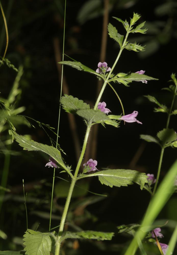 Le Calament à grandes fleurs Clinopodium grandiflorum (L.) Kuntze, 1891