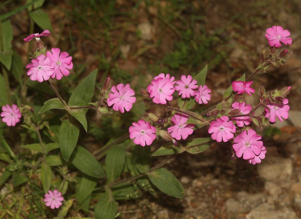 Le Compagnon rouge, Robinet rouge Silene dioica (L.) Clairv., 1811