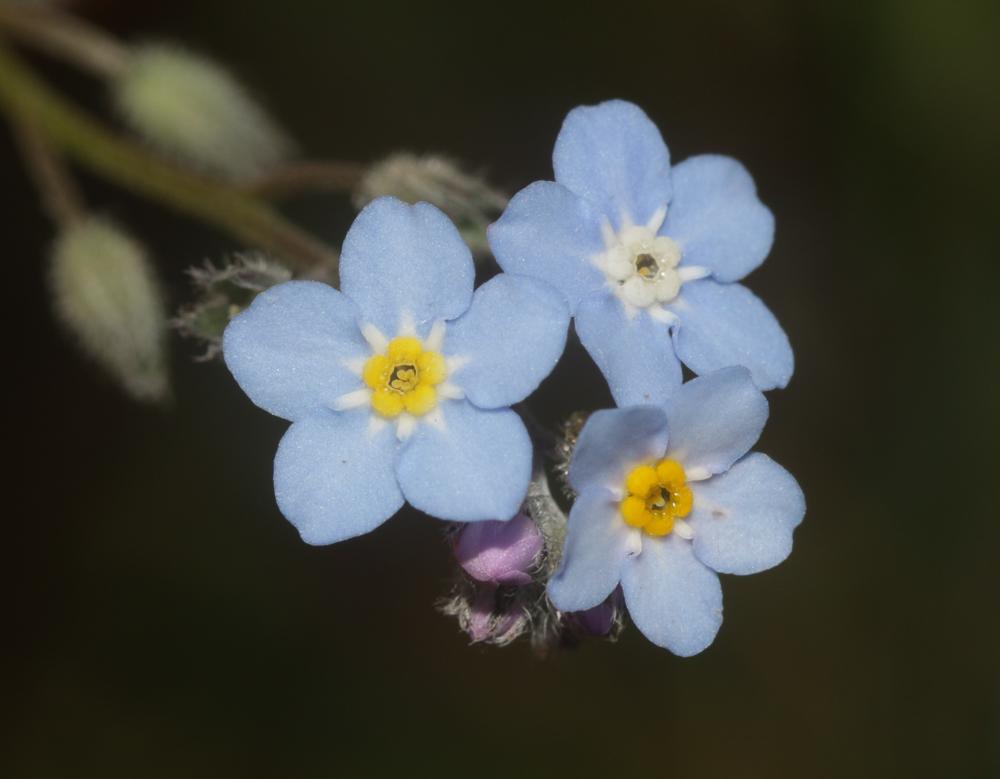 Myosotis des forêts Myosotis sylvatica Hoffm., 1791