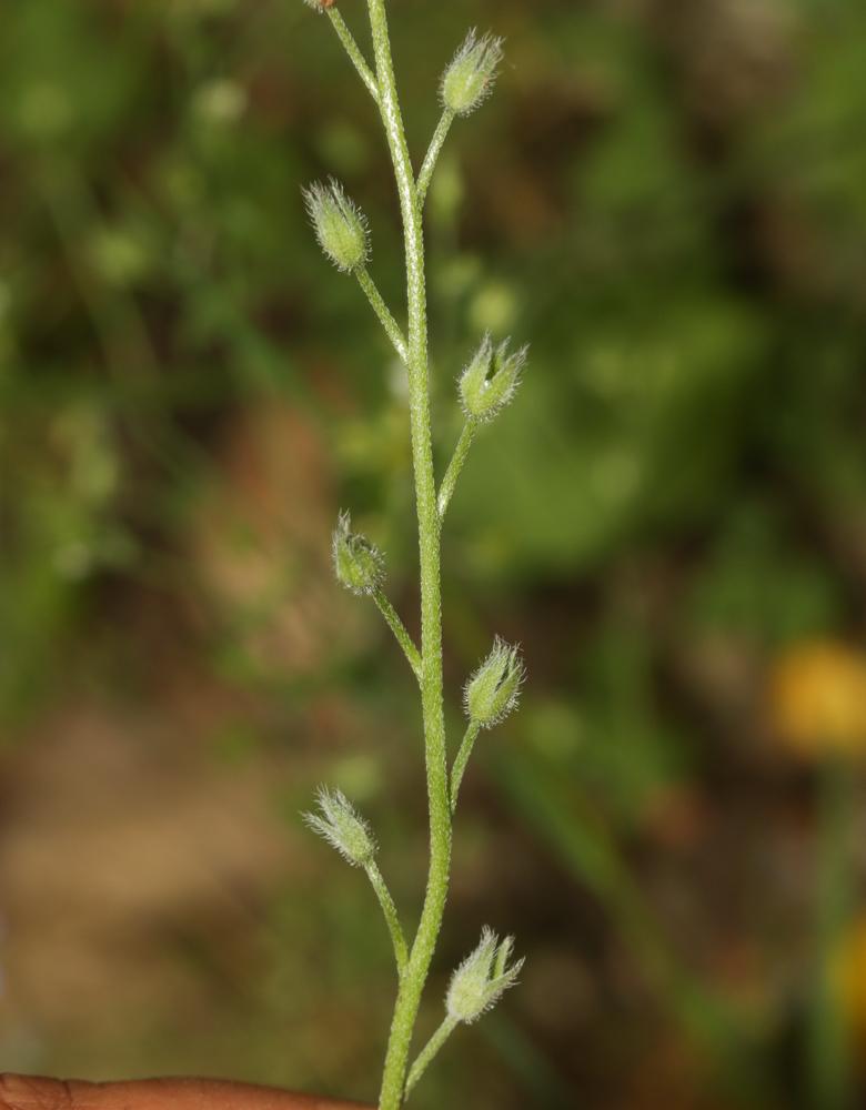 Myosotis des forêts Myosotis sylvatica Hoffm., 1791