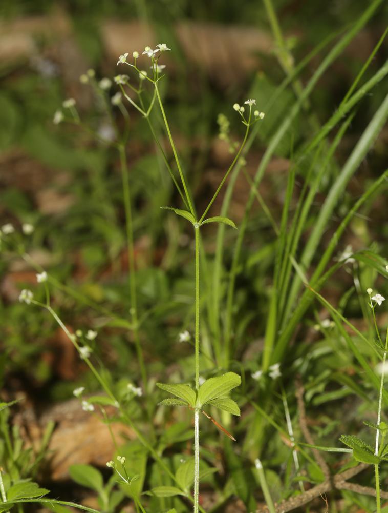 Le Gaillet à feuilles rondes Galium rotundifolium L., 1753