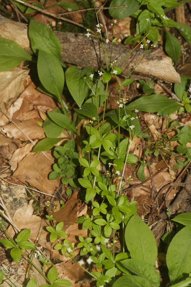 Le Gaillet à feuilles rondes Galium rotundifolium L., 1753