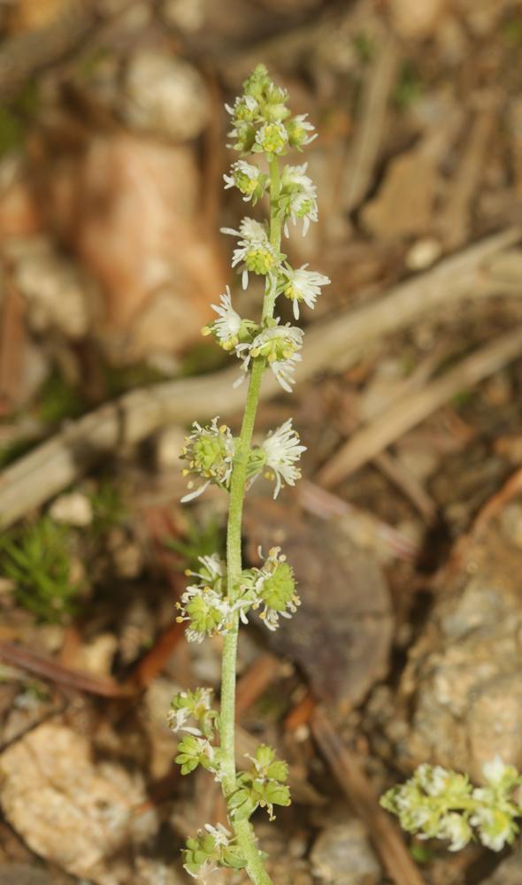 Le Astérocarpe Sesamoides pygmaea (Scheele) Kuntze, 1891