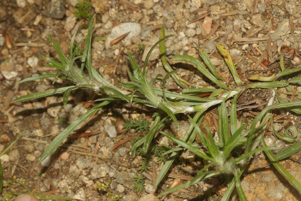 Gnaphale des forêts Gnaphalium sylvaticum L., 1753