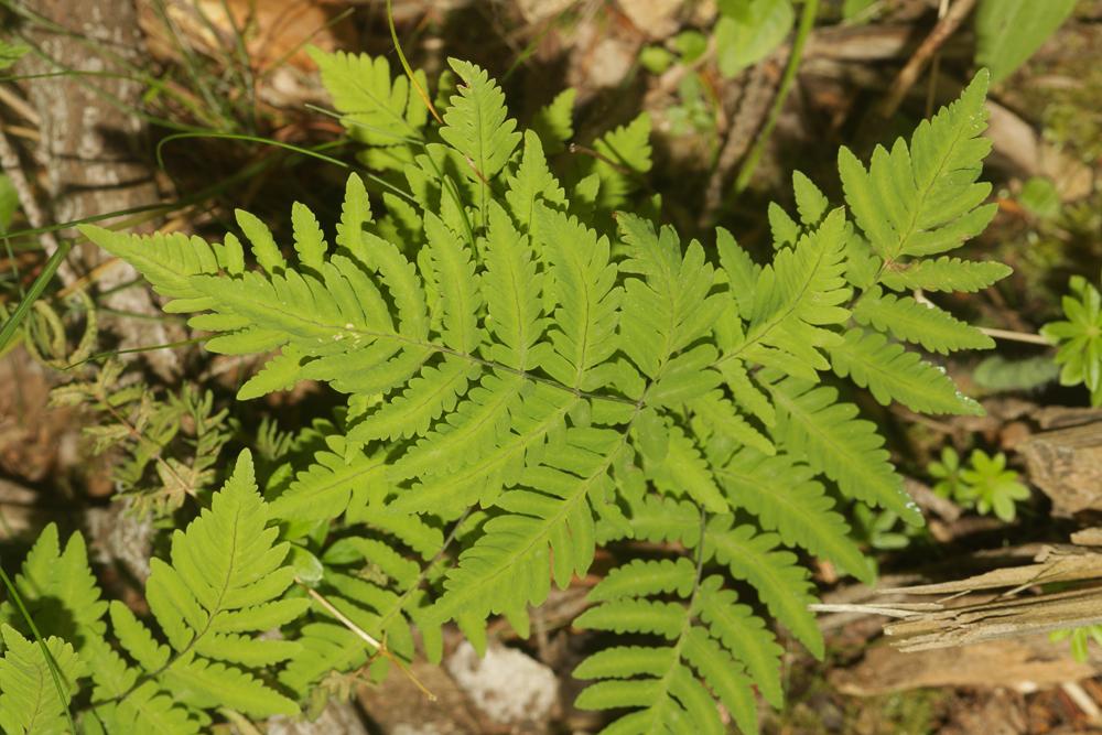 Polypode du chêne, Dryoptéris de Linné, Lastrée du Gymnocarpium dryopteris (L.) Newman, 1851