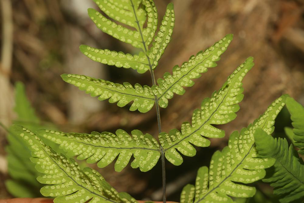 Polypode du chêne, Dryoptéris de Linné, Lastrée du Gymnocarpium dryopteris (L.) Newman, 1851