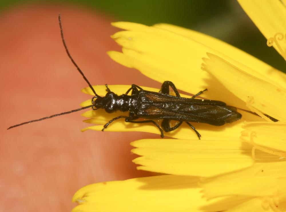  Oedemera pthysica (Scopoli, 1763)