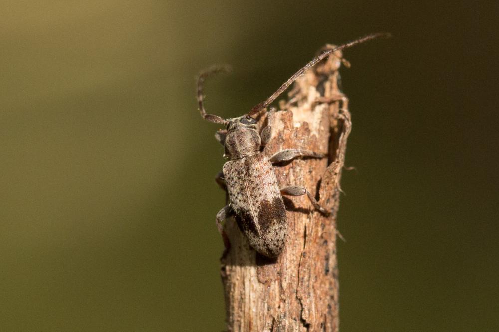 Le  Exocentrus punctipennis Mulsant & Guillebeau, 1856