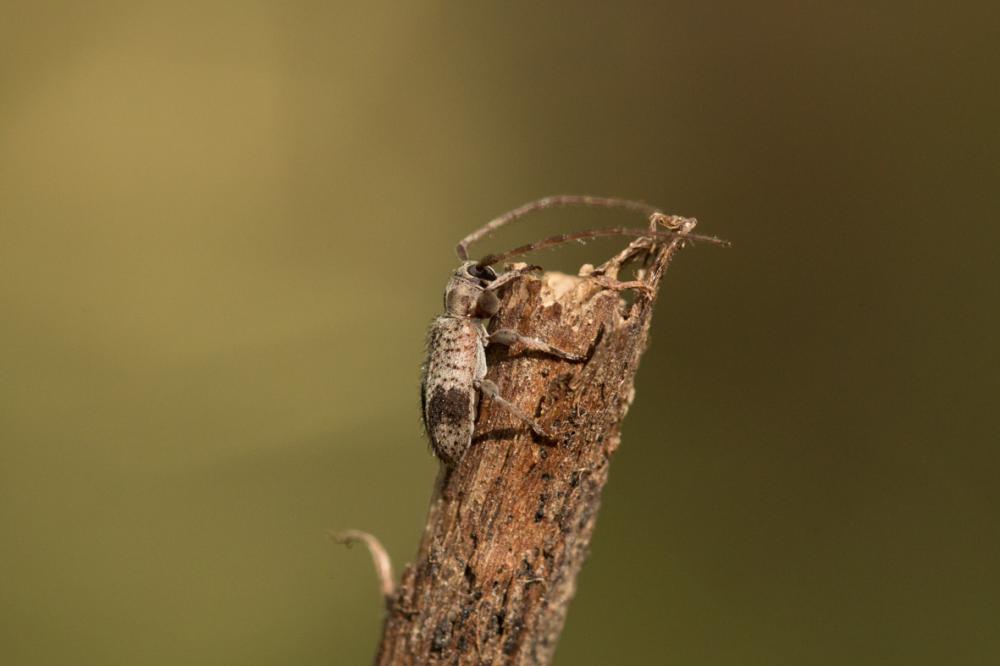  Exocentrus punctipennis Mulsant & Guillebeau, 1856