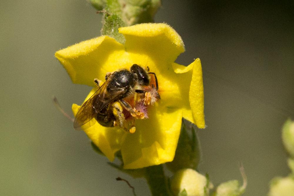 Le  sp. Lasioglossum Curtis, 1833 sp.