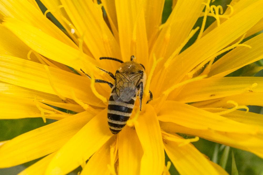 Le  sp. Colletes Latreille, 1802 sp.