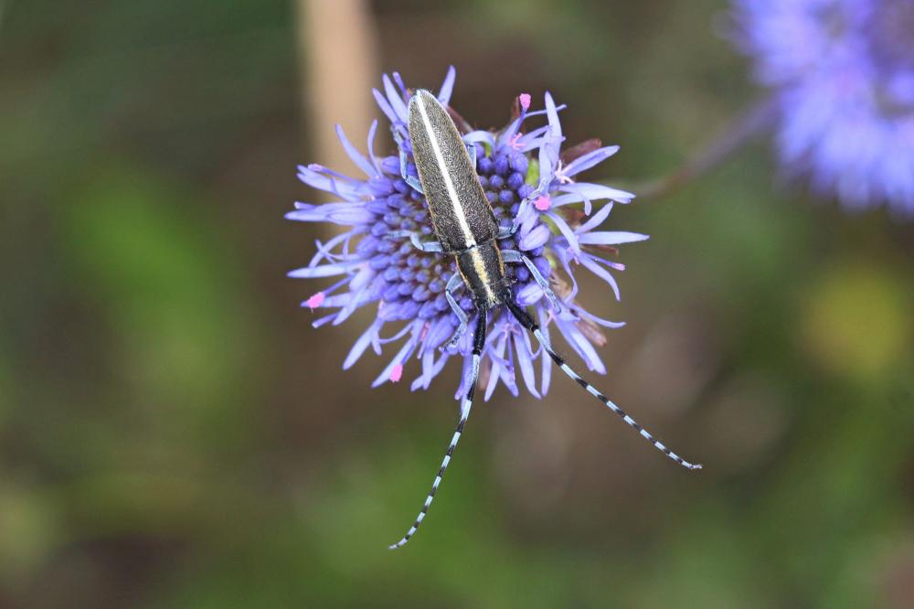 Agapanthie du chardon Agapanthia cardui (Linnaeus, 1767)