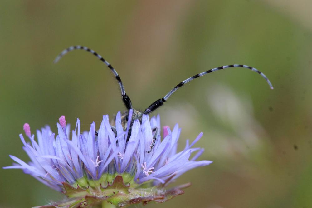 Agapanthie du chardon Agapanthia cardui (Linnaeus, 1767)