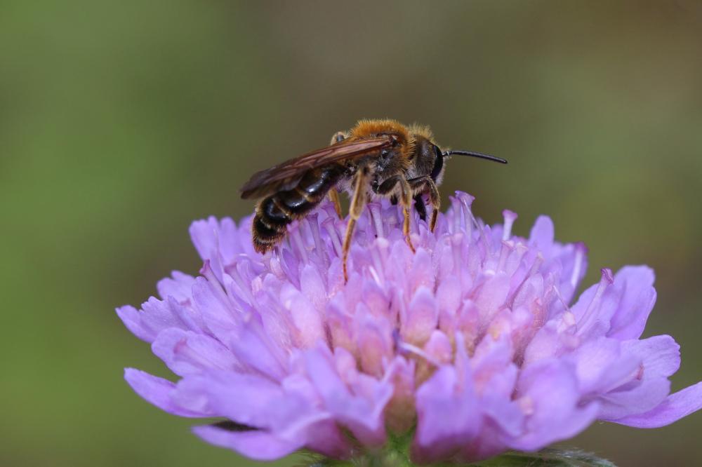 Andrène de la scabieuse Andrena hattorfiana (Fabricius, 1775)