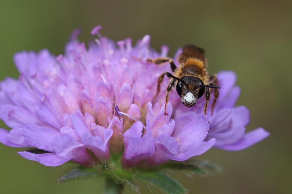 Andrène de la scabieuse Andrena hattorfiana (Fabricius, 1775)