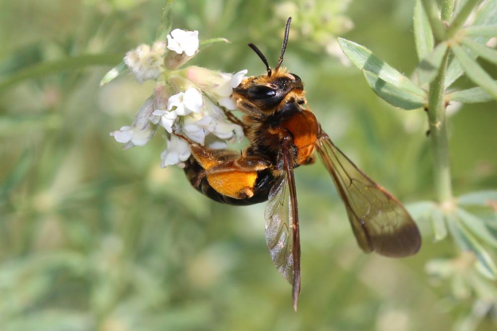  Andrena limbata Eversmann, 1852