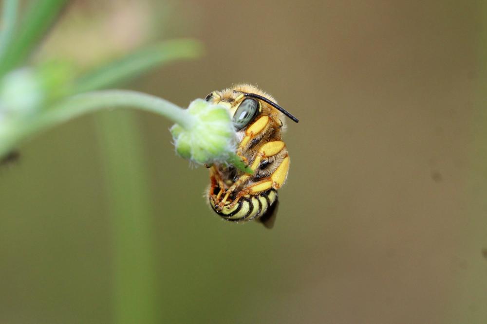  Anthidium diadema Latreille, 1809