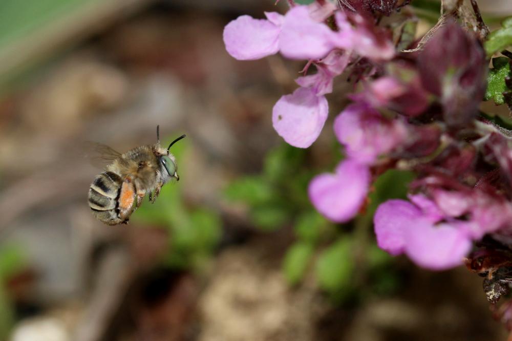 Héliophile commune Anthophora bimaculata (Panzer, 1798)