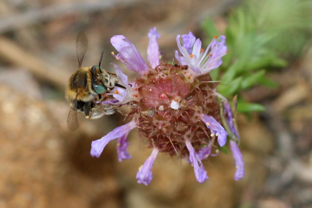 Héliophile commune Anthophora bimaculata (Panzer, 1798)