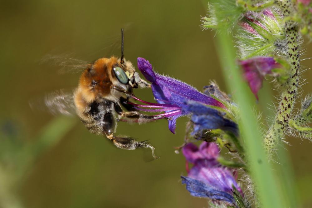 Anthophore cuissarde Anthophora femorata (Olivier, 1789)