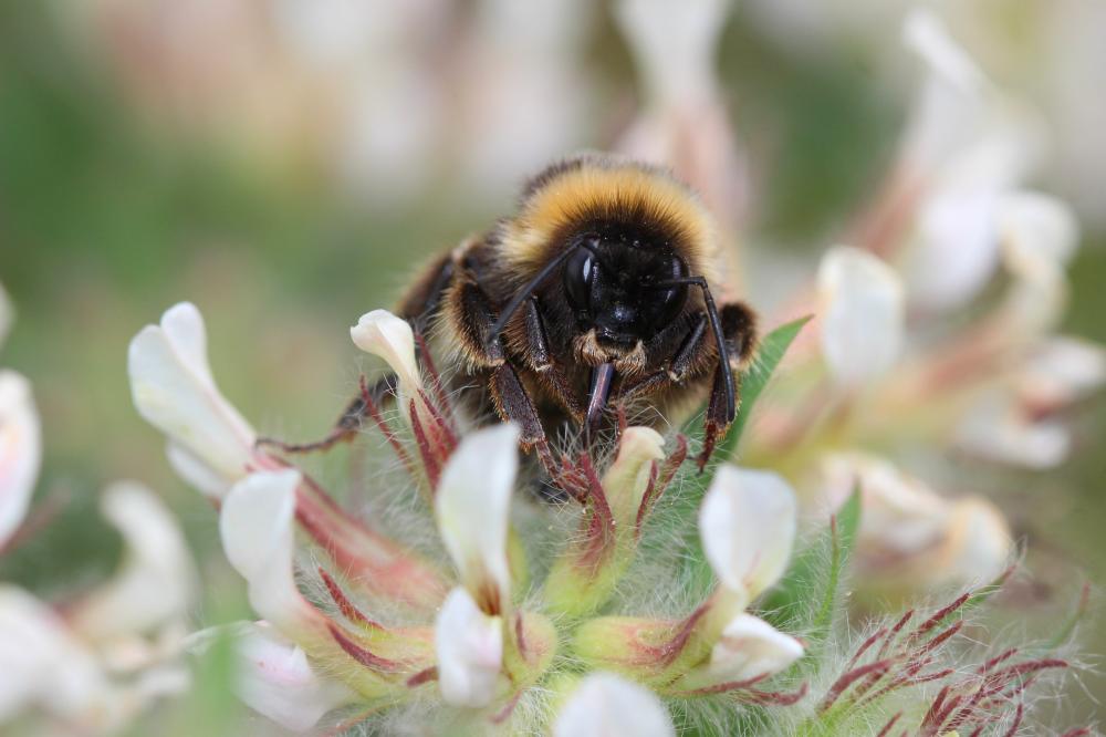 Bourdon terrestre (Le) Bombus terrestris (Linnaeus, 1758)